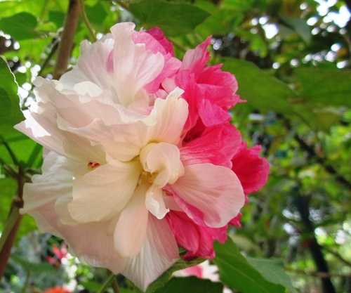 Hình ảnh hoa phù dung